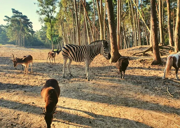 Wooden Nature Chalet - Dennenrhode Horská chata Doornspijk